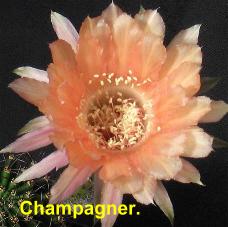 EP-H. Champagner.4.1.jpg 